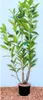 Prunus laurocerasus 'Caucasica', Kirschlorbeer, immergrün, Produktbild-Vorschau 1