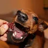 A person is holding a piece of jerky for a dog to eat. Náhľad obrázku produktu