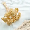 Getrocknete Schafgarbe (Achillea) - Gebleicht Produktbild-Vorschau 4