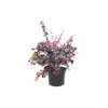 2 x  Bittercress  - Berberis ottawensis 'Superba'  | 40-50 Anteprima dell’immagine prodotto 2