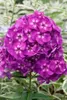Phlox paniculata 'Purple Kiss', Flammenblume, lila, ca. Produktbild-Vorschau 4