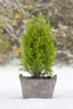 Chamaecyparis lawsoniana 'Ellwood's Gold', gelbgrün, 20–30 Produktbild-Vorschau 1