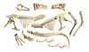 Galileo Ausgrabungsset T-Rex & Fossil Modellierset Produktbild-Vorschau 5