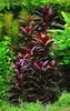 Ludwigia glandulosa im Topf roter Stern   Wasserpflanze Produktbild-Vorschau 1