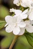 Viburnum plicatum 'Summer Snowflake', Japanischer Produktbild-Vorschau 1