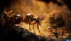 A close-up, macro shot of two ants, one large and one small, facing each other on a textured surface, with a blurred, warm-toned background. Produktbild-Vorschau