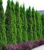 BALDUR Garten Thuja Smaragd Lebensbaum, 1 Pflanze, Produktbild-Vorschau 1