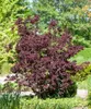 Cotinus coggygria 'Royal Purple', Perückenstrauch, Produktbild-Vorschau 8