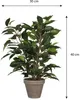 Umělá rostlina březový fíkus Ficus natasja Ø 30 H 40 cm Náhled obrázku produktu 6