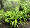 Stauden Gänge 10 x Phyllitis scolopendrium 'Angustifolium' Produktbild-Vorschau 2