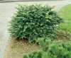 Berberis media 'Parkjuweel', Berberitze, 30–40 cm, Produktbild-Vorschau 2