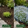 Stauden Gänge 10 x Isotoma fluviatilis - Blauer Produktbild-Vorschau 3