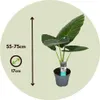 Alokasie - 2 Stk - Alocasia 'Odora' - Höhe 55-75cm - ⌀17cm Produktbild-Vorschau 2
