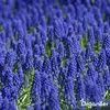 100 cibuliek Muscari Armeniacum (XXL veľkosť cibule 9/10 Náhľad obrázku produktu 7