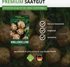 Knollensellerie Goliath Samen - Apium graveolens - Produktbild-Vorschau 6