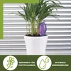 Scheurich Wasserspender Bördy M | 2er Set Lila/Orange | 220 Produktbild-Vorschau 3