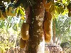 Tjampedak (Artocarpus integer)  – 1 kus Náhled obrázku produktu 2