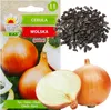 Cebula WOLSKA Nasiona 4g Toraf 28 Podgląd zdjęcia produktu 6