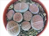 Lithops - pietra viva - diverse piante in un vaso da 8,5 cm Anteprima dell’immagine prodotto 1