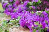 Rhododendron obt. 'Königstein', lila Blüten, 30–40 cm Produktbild-Vorschau 6