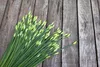SAFLAX - Bio - Cięte - Czosnek - 100 Nasiona - Allium Podgląd zdjęcia produktu 5