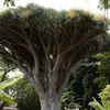 Albero del sangue di drago (Dracaena draco) - 5 semi Anteprima dell’immagine prodotto 1