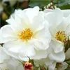 Rose  - Kordes Rigo-Rose - Rose « Diamant » Voir les images du produit 1