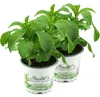 Enseleits Stevia - Süßkraut - Stevia Rebaudiana 2 Pflanzen, Produktbild-Vorschau 1