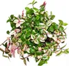 Exotenherz - fleur à trois mâts - Tradescantia quadricolor Voir les images du produit 2