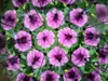 Huckleberry Kaleidoscope für kleine Forscher - Naturschätze Produktbild-Vorschau 6
