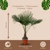 Trendyplants - Trachycarpus Fortuneii - Chinesische Produktbild-Vorschau 4