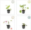Geranium macr. 'Ingwersen's Var.' - Bodendecker - Produktbild-Vorschau 5