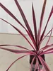 Sada 3 cordylin – Cordyline australis 'Lime Passion'®, Náhled obrázku produktu 5