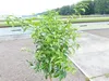 Citrus Yuzu 130 - 150 cm, Zitronenbaum Zitrone, japanische Produktbild-Vorschau 2