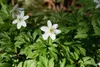 Anemone nemorosa, Buschwindröschen, weiß, ca. 9x9 cm Topf Produktbild-Vorschau 8