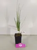 A potted plant with long green leaves sits on a light gray surface against a white background. Produktbild-Vorschau