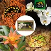 Sphagnum Moos 1kg – Premium Sphagnum Moos für Orchideen, Produktbild-Vorschau 6