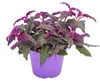 Gynura Purple Passion - Sametový list - Sametová kopřiva - Náhled obrázku produktu 1