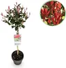 Fotinii Photinia fraseri Carré Rouge, 19cm, wysokosc 90cm, Podgląd zdjęcia produktu 1