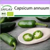 SAFLAX - BIO - Chilli - Rané Jalapeno - Capsicum annuum - Náhled obrázku produktu 10