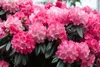 Rhododendron yakushimanum 'Fantastica', rosa-rot, 40–50 cm Produktbild-Vorschau 1