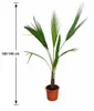 Washingtonia robusta, 100–140 cm. Mexická fächerová palma, Náhled obrázku produktu 5