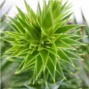 Chilenische Tanne – Araucaria araucana – Topfpflanze (19 Produktbild-Vorschau 1