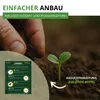 Stockrosen Prachtmischung Samen - Alcea rosea - Rosensamen Produktbild-Vorschau 6