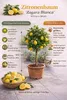 Drzewko cytrynowe Zagara Bianca 100–140 cm – Citrus limon, Podgląd zdjęcia produktu 3