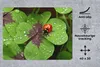 MuchoWow® Mauspad Mousepad Marienkäfer auf einem Produktbild-Vorschau 2
