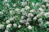 Viburnum 'Pragense', immergrün, 80–100 cm Produktbild-Vorschau 13