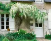 Wisteria floribunda, glicynia japońska, 60-100 cm Podgląd zdjęcia produktu 12