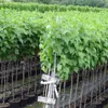 Rows of young trees in pots, likely in a nursery or garden center. Produktbild-Vorschau