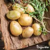 Saatkartoffeln Frieslander A 28/35 (5 kg) - Organifer Produktbild-Vorschau 6